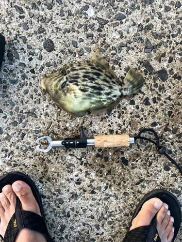 カワハギの釣果