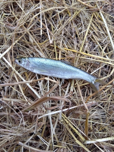 ワタカの釣果