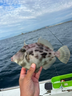 カワハギの釣果