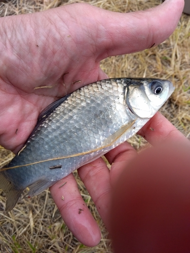 フナの釣果