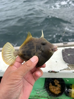 カワハギの釣果