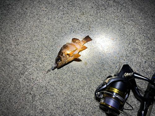 メバルの釣果