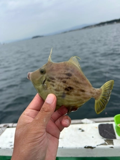 カワハギの釣果