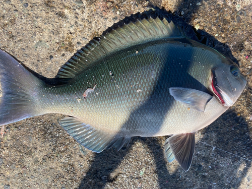 メジナの釣果