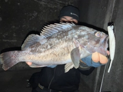 クロソイの釣果