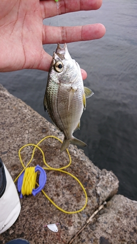 クロサギの釣果