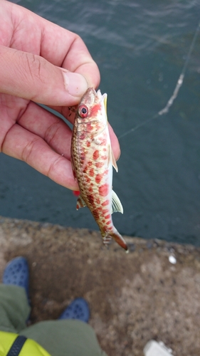 ヒメジの釣果