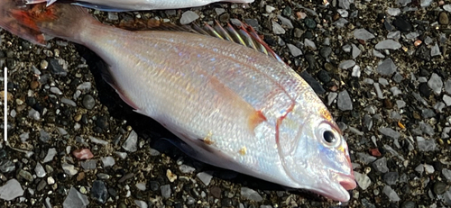 チャリコの釣果