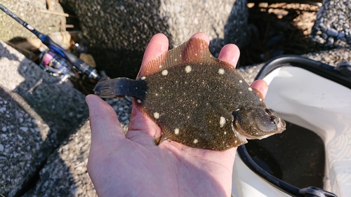 カレイの釣果