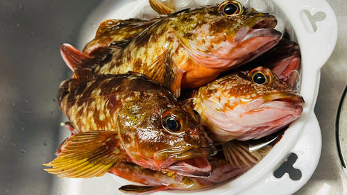 カサゴの釣果