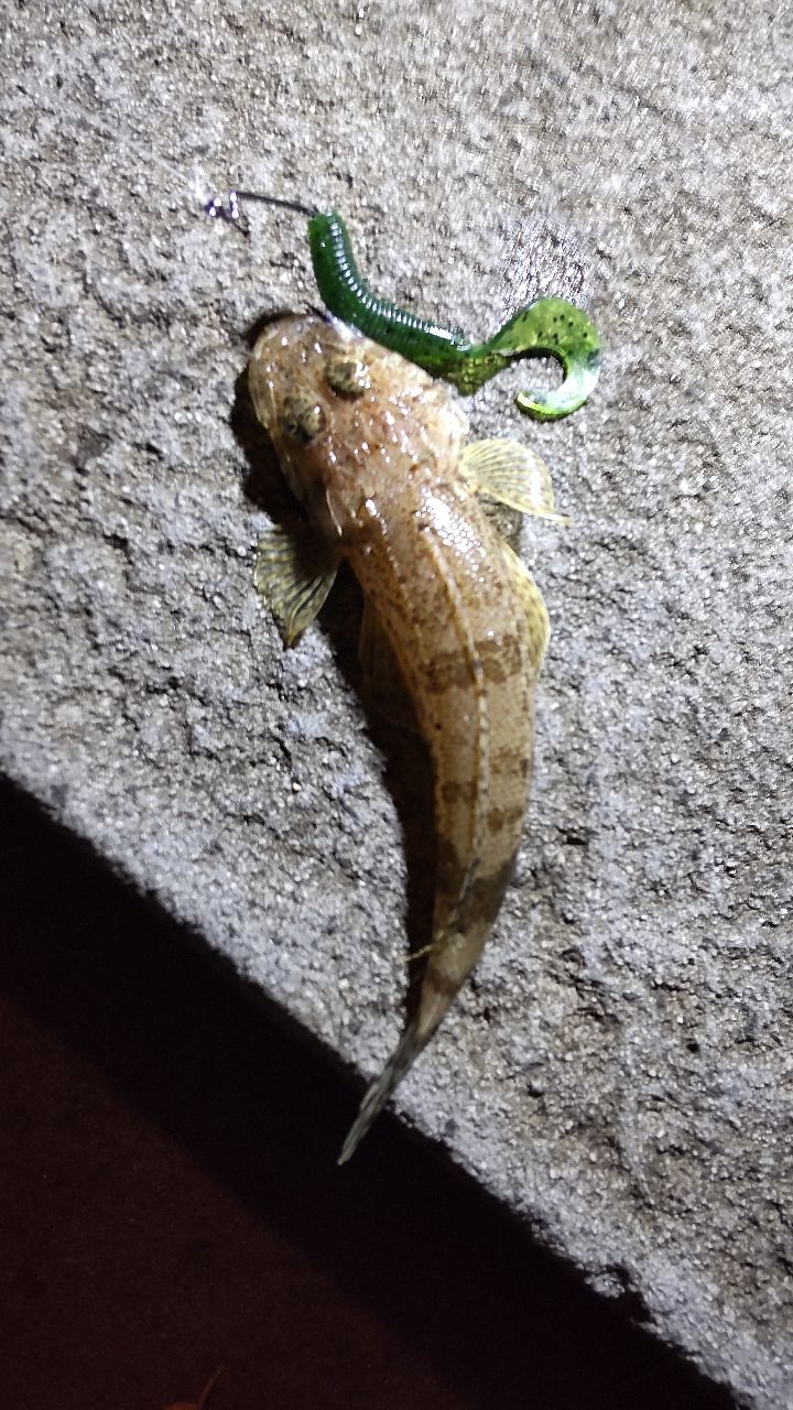 コチ
