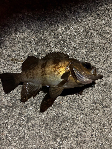 メバルの釣果