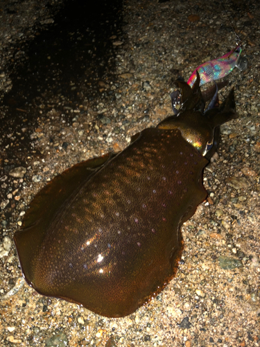 アオリイカの釣果