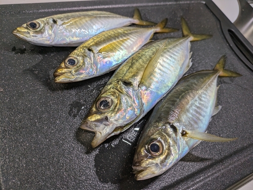 アジの釣果