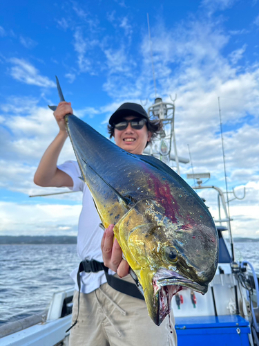 シイラの釣果