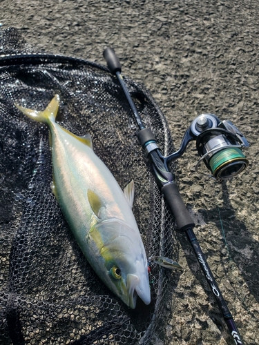 イナダの釣果