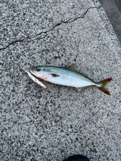 ツバスの釣果