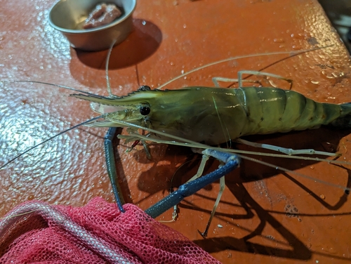 オニテナガエビの釣果