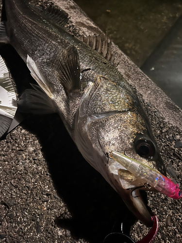 シーバスの釣果