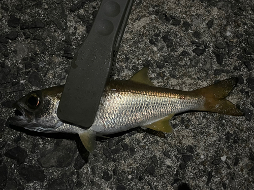 クロムツの釣果