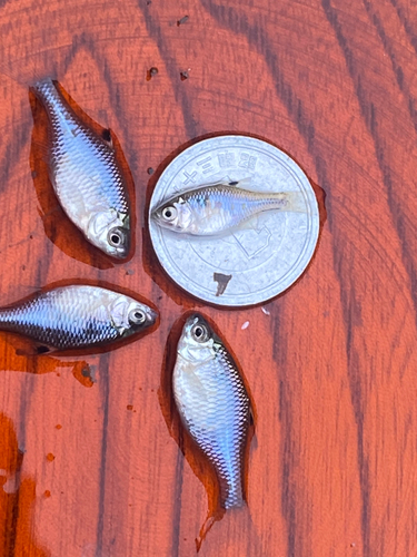 タイリクバラタナゴの釣果