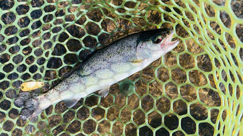 ニジマスの釣果