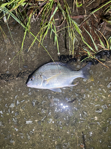 キビレの釣果