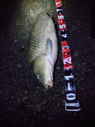 コイの釣果