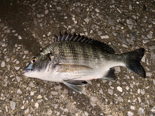 チヌの釣果