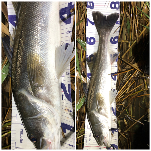 シーバスの釣果