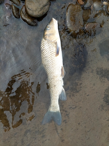 ニゴイの釣果