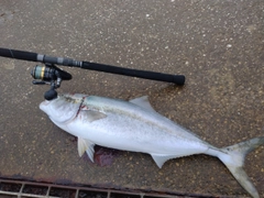 メジロの釣果