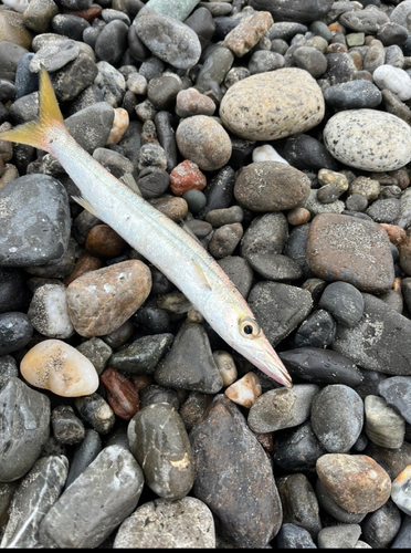 カマスの釣果