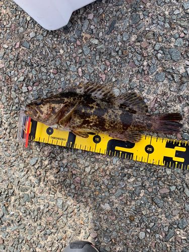 ベッコウゾイの釣果