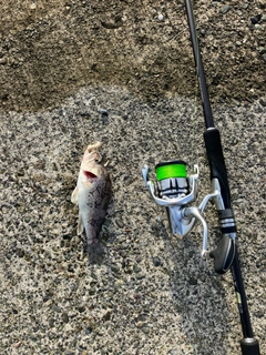 クロソイの釣果