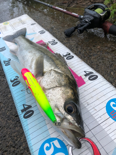 シーバスの釣果