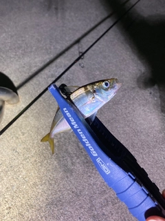 マアジの釣果