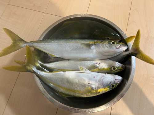 ツバスの釣果