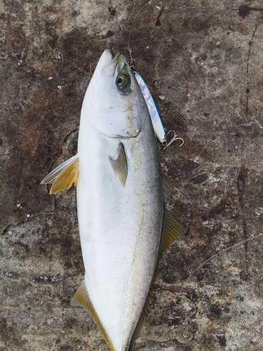 イナダの釣果