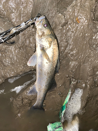 タイリクスズキの釣果