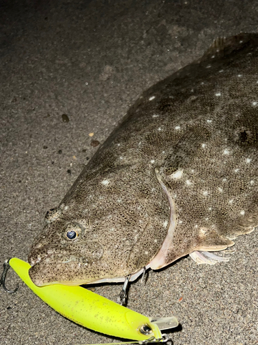 ヒラメの釣果