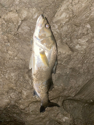 タイリクスズキの釣果