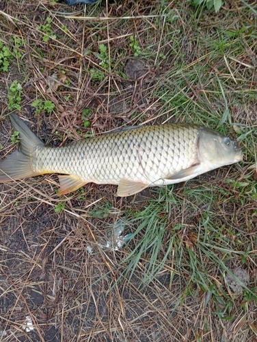 コイの釣果