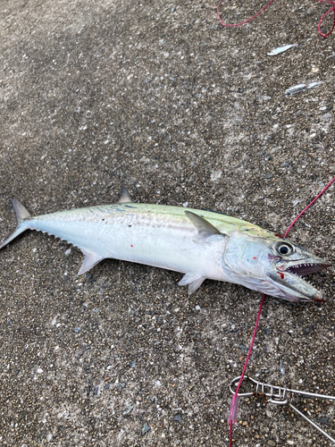 サゴシの釣果