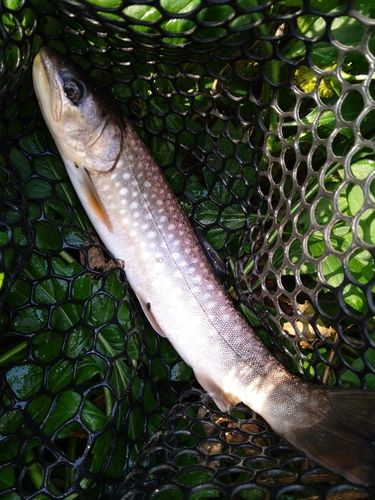 アメマスの釣果