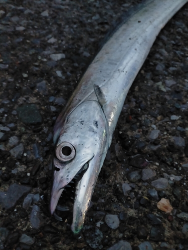 タチウオの釣果