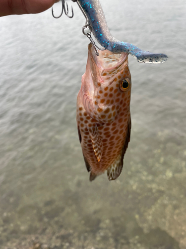 オオモンハタの釣果