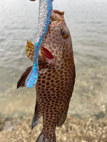 オオモンハタの釣果