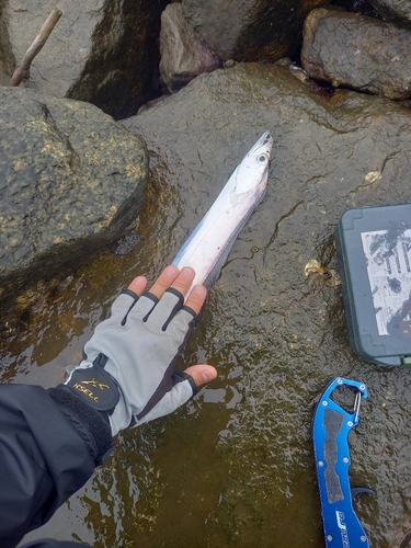 タチウオの釣果