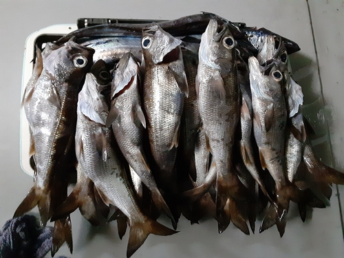 ムツの釣果